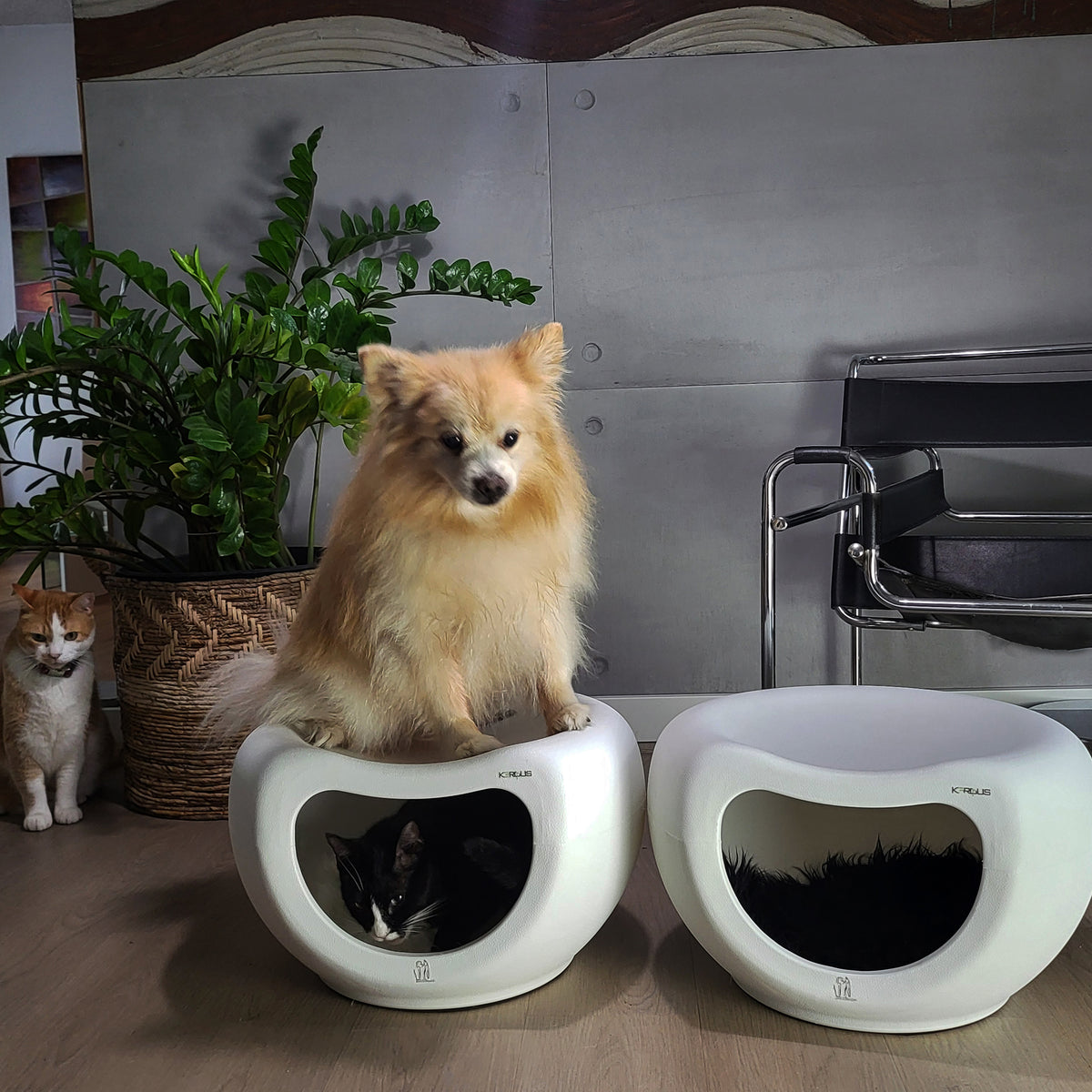 Cat Cave and Seat Bench - Indoor & Outdoor Use, Stylish & Durable with Non-Slip Base